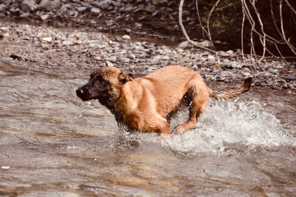 Jeux canins avec La Bande à Charlotte