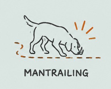 Chien pratiquant le Mantrailing