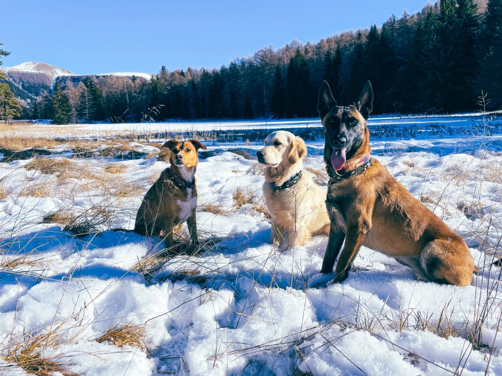 Moment de socialisation canine