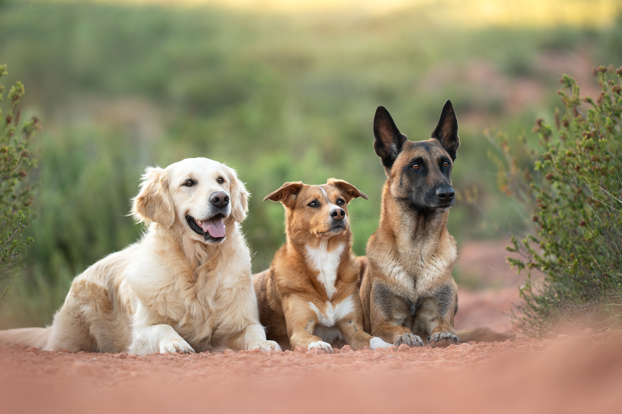 Navy, Sweet et Joey ensemble dans la nature